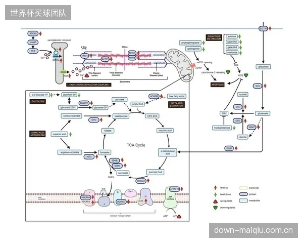 材料基因工程思路的引入，让研发人员得以通过模拟交联度来预测场地最终的运动性能